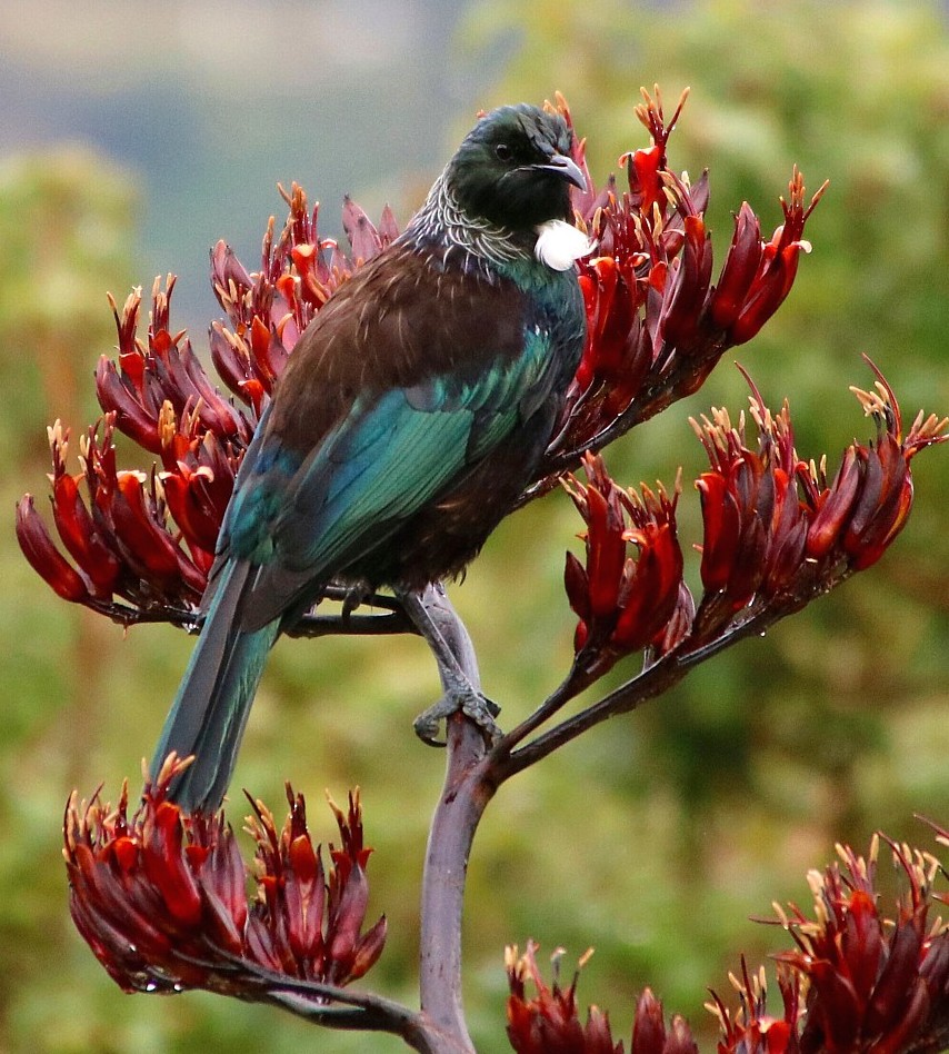 flax tui flax tui